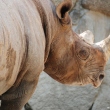 zoo-ueno-rinocer.jpg