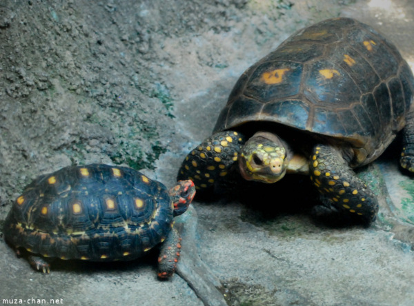 ueno-zoo-04.jpg