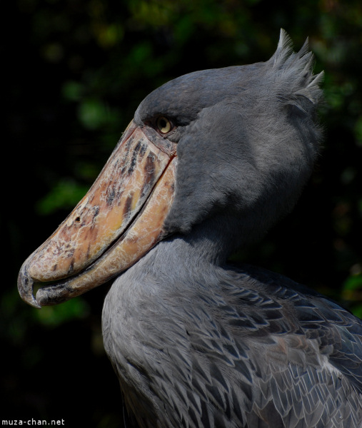 ueno-zoo-13.jpg