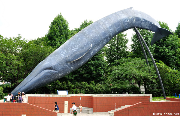 Life-size Blue Whale Sculpture, National Museum Of Nature and Science