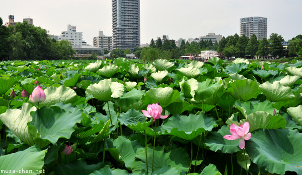 Lotus Shinobazu Pond Ueno