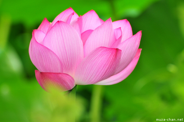 Blossoming Lotus in Shinobazu Pond