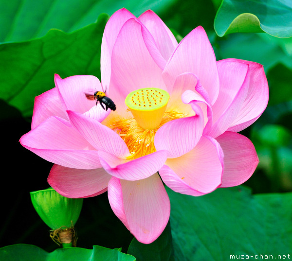 Blossoming Lotus in Shinobazu Pond, Ueno, Tokyo