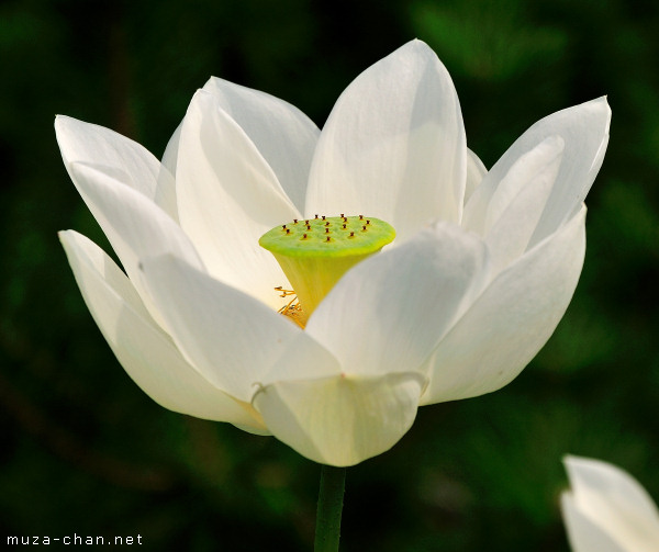 White lotus