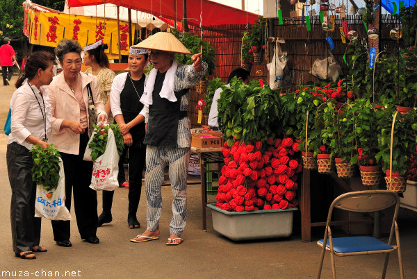 Hozuki Ichi (Chinese lantern plant fair), Senso-ji Temple, Asakusa, Tokyo