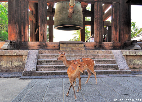 Shika dears at Tōdai-ji Temple, Nara