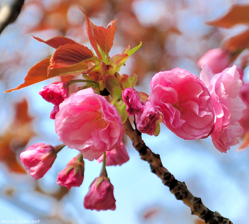 It\'s Sakura time!