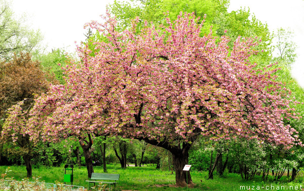 Sakura tree
