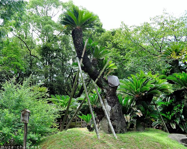 A-bombed palm tree, Shukkeien Garden, Hiroshima