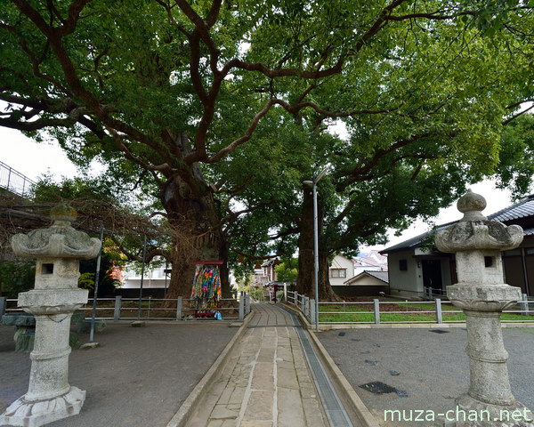 A-bombed camphor tree, Sanno Shrine, Nagasaki