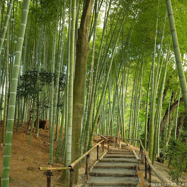 Bamboo grove, Kodaiji Temple, Higashiyama, Kyoto