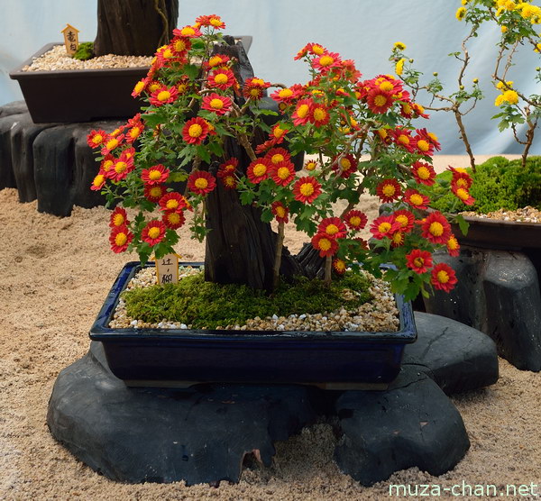 Chrysanthemum display