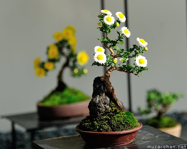 Chrysanthemum bonsai