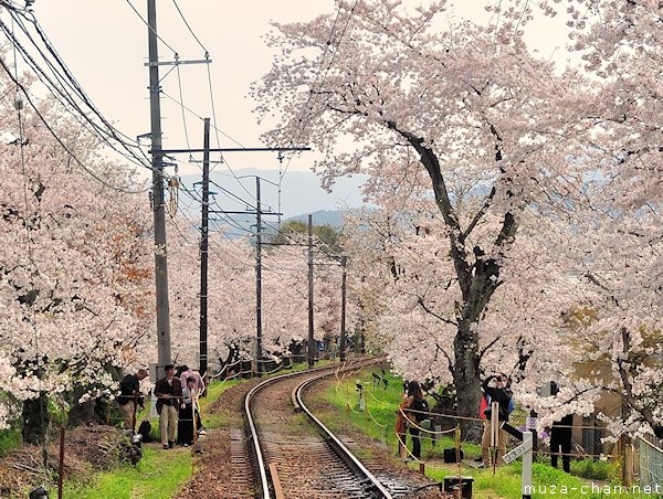 Cherry blossom tunnel, Keifuku line, Arashiyama, Kyoto