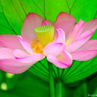 Red Lotus