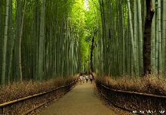 Kyoto Arashiyama bamboo groves
