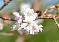 Winter sakura cherry blossoms