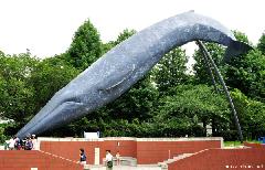 Life-size Blue Whale Sculpture