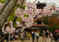 Sakura ephemeral beauty