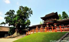 The 1000 years old sacred tree of Kasuga Taisha