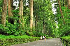 400 years old Japanese Cedars in Nikko