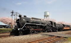 Sakura and Steam locomotive