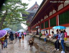 Rainy day in Nara