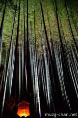 Bamboo groves illumination at Shoren-in, Kyoto