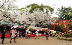 Hanami, the flower viewing tradition