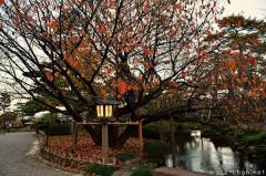 Old sakura tree