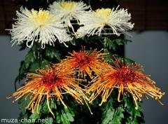 Chrysanthemum displays, Sanbon jitate
