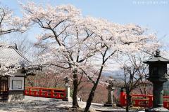 Sakura blossoms at Kurama-dera