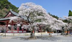 Cherry blossoms and white paper lanterns at Mount Kurama, Kyoto