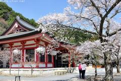 Kyoto Kurama-dera sakura blossoms