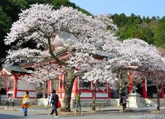 Sakura Zensen, the Cherry blossoms front