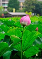Kanrensetsu, Lotus flower viewing in Japan