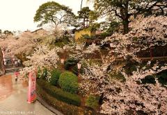 Japan's Top 100 Cherry Blossom Spots, Maruoka Castle Park