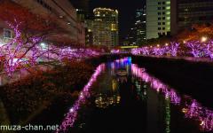 Meguro River pink illumination