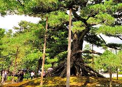 Japanese garden landmarks - Kenroku-en Neagari-no-Matsu