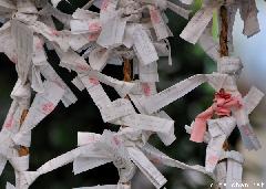 Japanese traditions - How to change your luck, Omikuji