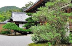600 years old pine at Kinkaku-ji, Kyoto