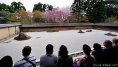 Sakura and Zen at Ryoan-ji