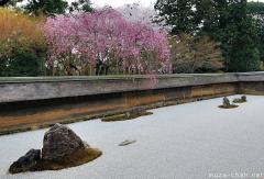 Zen garden and Sakura tree