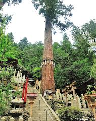 Shinboku, the sacred tree