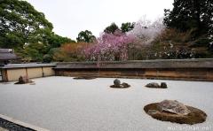 Zen garden and Sakura tree