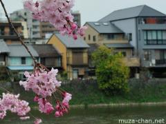 Sakura Viewing along Kamo River, Kyoto