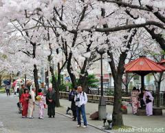 Simply beautiful Japanese scenes, Shirakawa-dori sakura