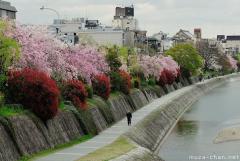 Blooming trees lining the Kamo river, Kyoto