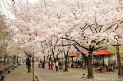 Cherry blossoms ephemeral beauty