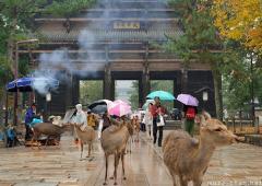 Shika deer in Nara